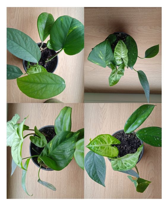 Кімнатні ліани 4в1