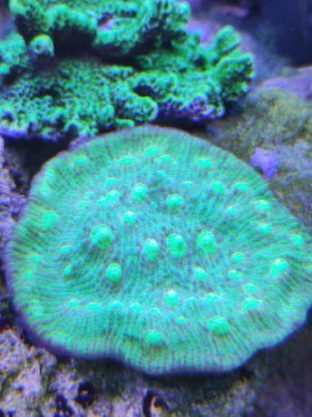 Akwarium morskie Echinopora neon gren fluo