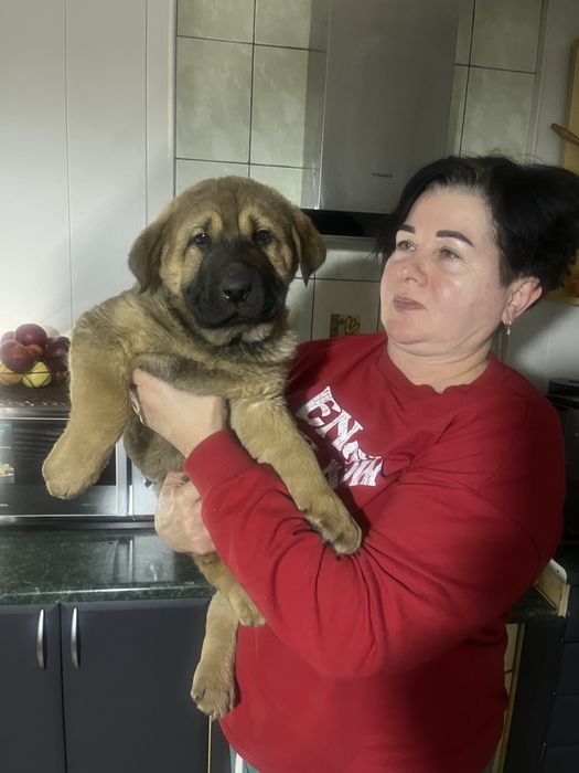 Гарненькі цуценята в добрі руки,безкоштовно