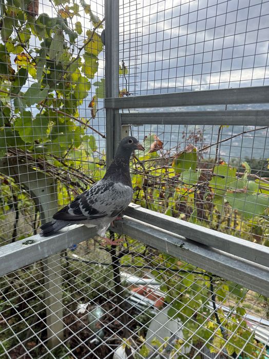 Pombos correios borrachos