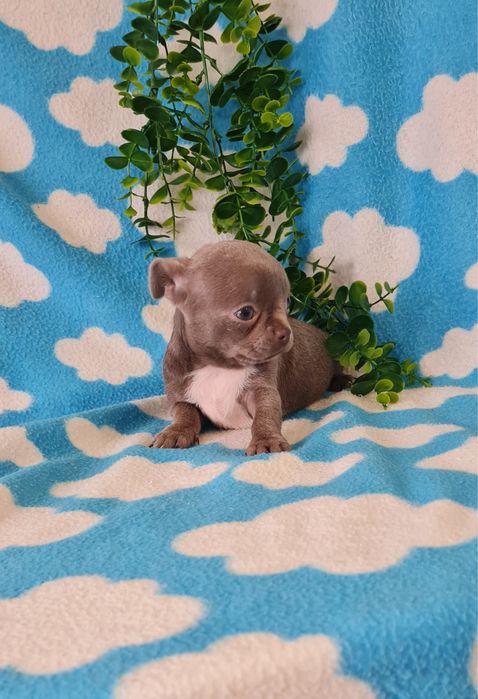 Excelente menina mini mini Chihuahua / Chiuaua de Qualidade