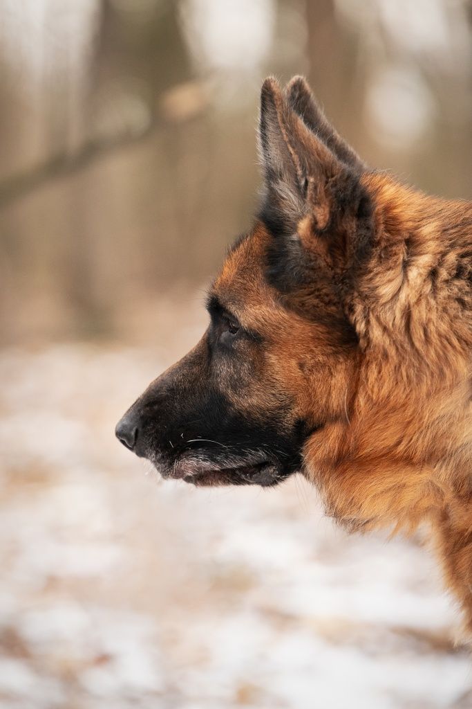 Owczarek Niemiecki Max do adopcji!