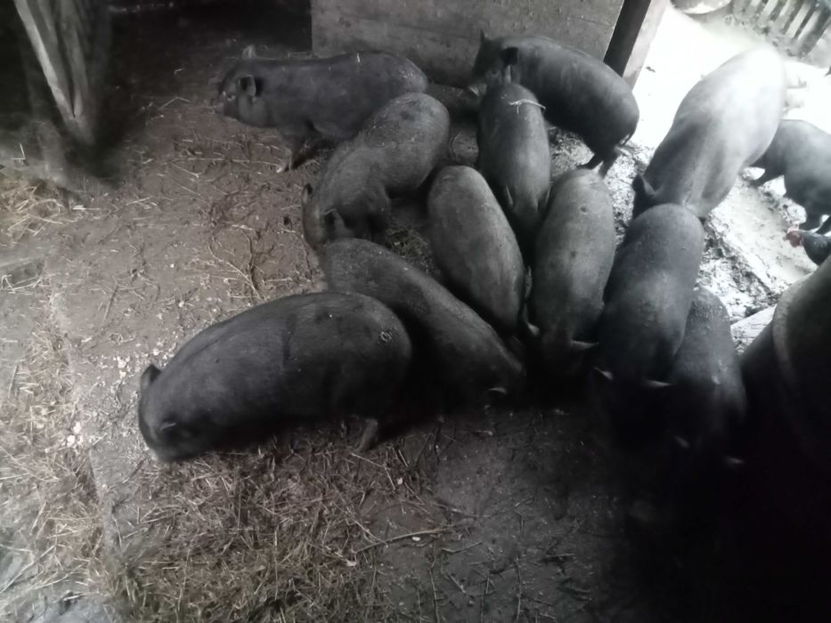 Świnki wietnamki