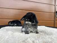 Karzełek Baranek/Mini Lop - Rodowód/Metryka Królik Króliki