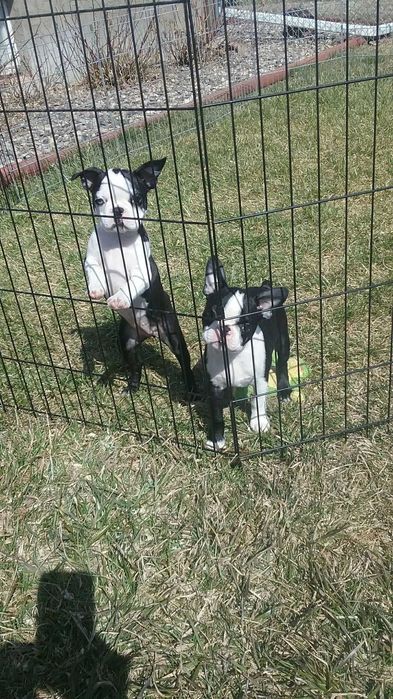 Манеж клетка 180х60х61h 8 секций с дверкой для собак щенков кролика