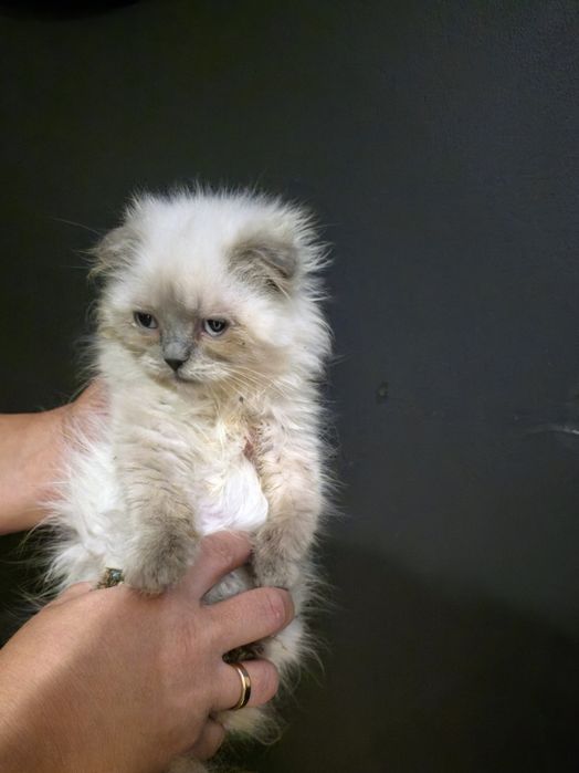 Szkocki fold  zwislouchy kotka, biala