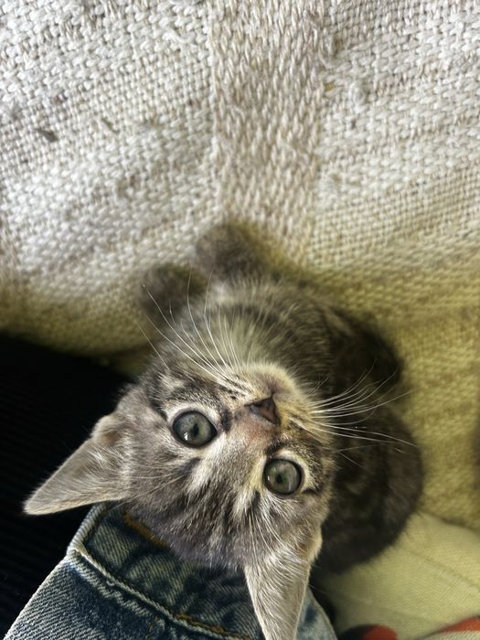 Male kotki do adopcji