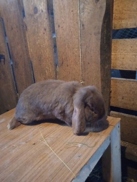 Продам кролиць і кроля