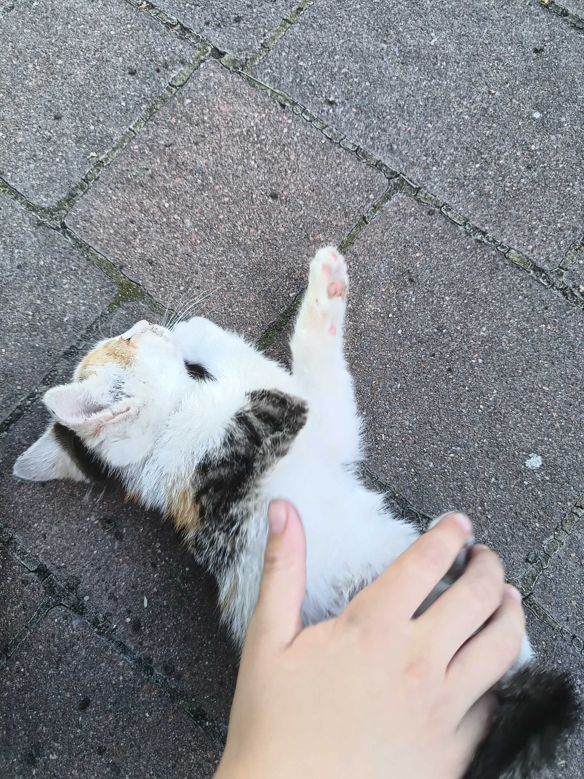 Kotka do adopcji