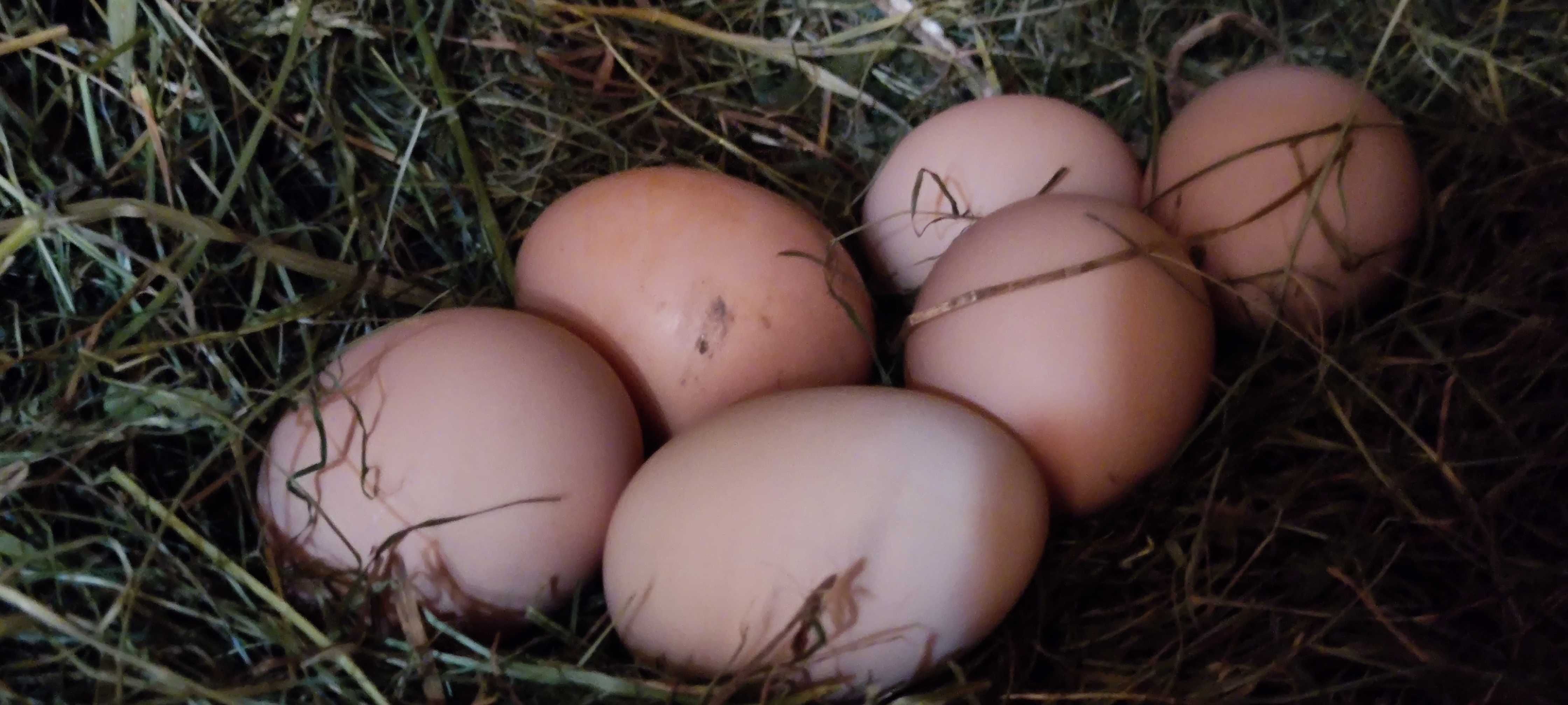 Яйця курячі інкубаційні