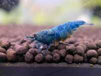 Krewetki Deep Blue Bolt