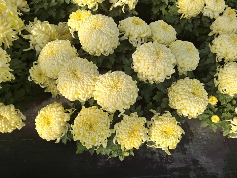 Chryzantemy drobnokwiatowe, wielkokwiatowe, jedno i 3 kolorowe