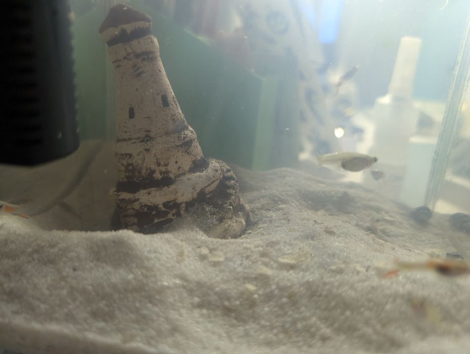 Sprzedam rybki gupiki pawie oczko