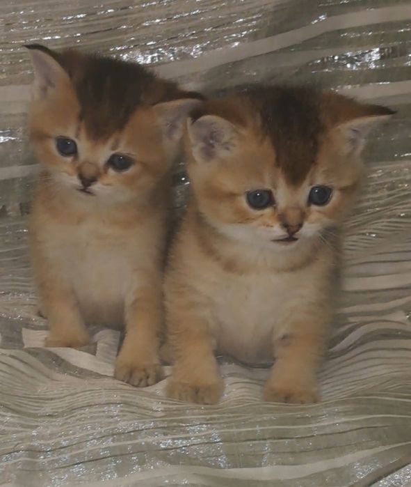 Чистокровні золоті шиншили