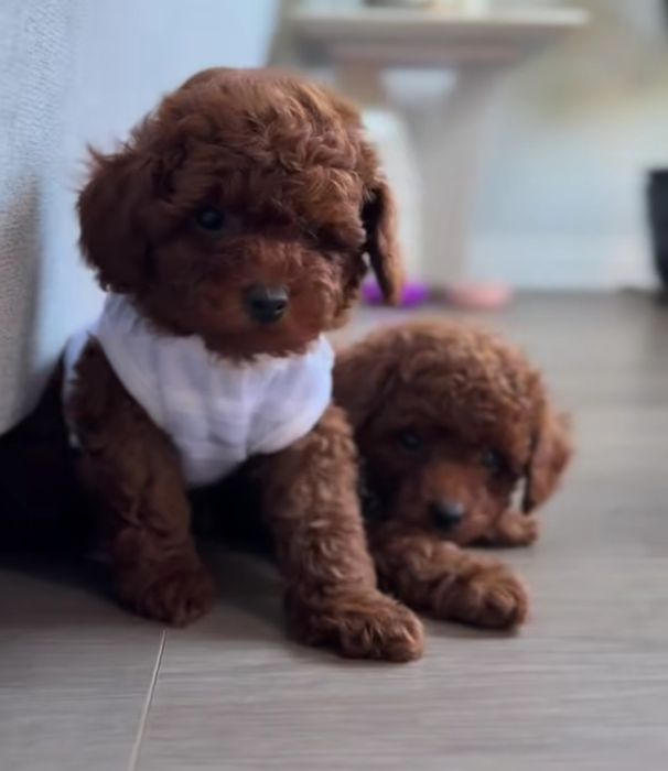 Той пудель найкращій вибір