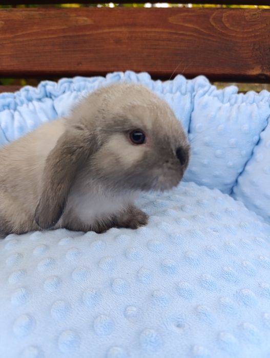 Кролик декоративний баранчик міні