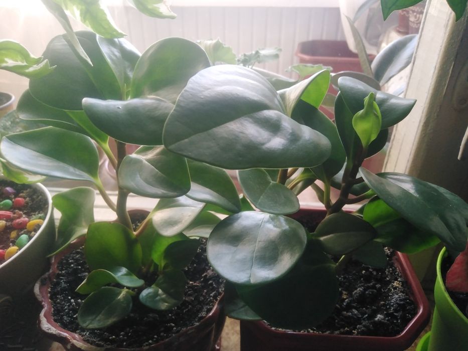 Паперомия цветок молодой