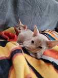 Devon rex liliowy kocurek