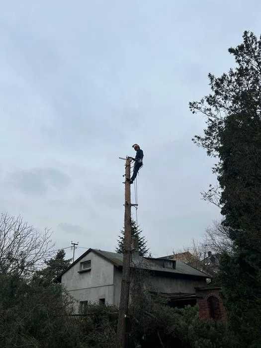 Wycinka drzew, pielęgnacja drzew, sprzedaż drewna. BEZPŁATNA WYCENA