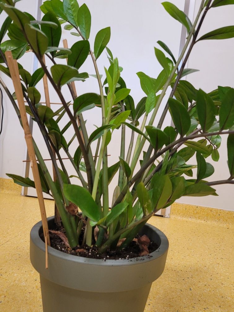 Zamiokulkas zamiolistny 70cm wysoki 90cm z doniczką