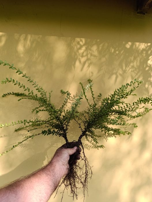 Suchodrzew chiński mirtolistny