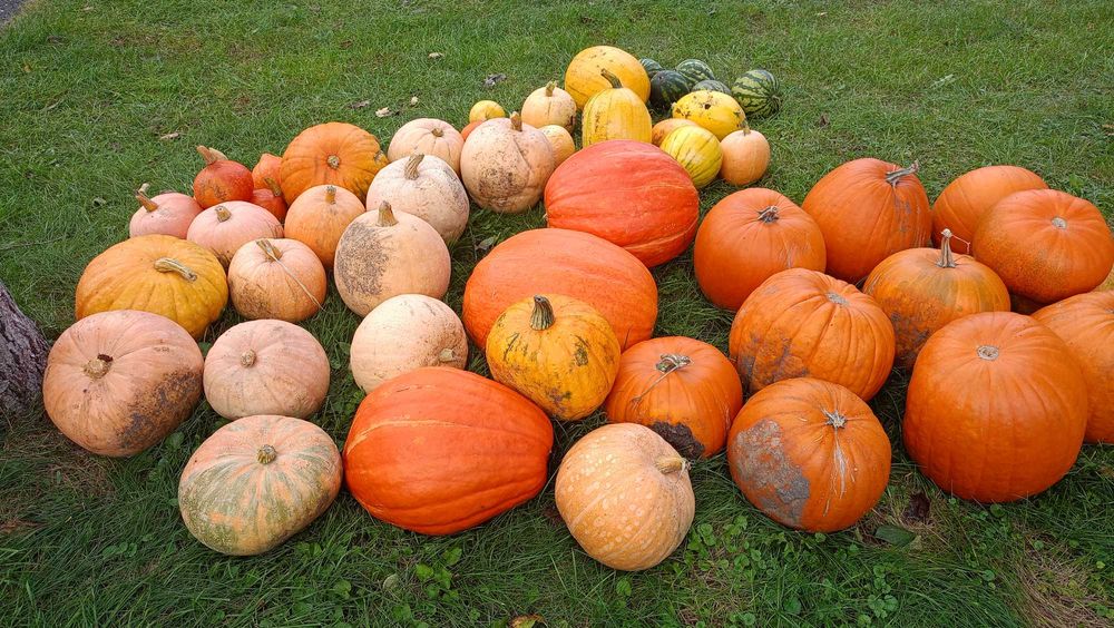 Dynie jadalne odmiana zwyczajna i bambino