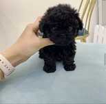 Beldade Caniche Toy