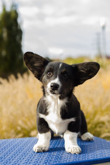 Suczka Welsh Corgi