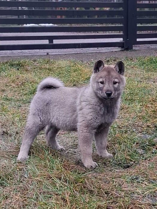 Łajki zachodniosyberyjske