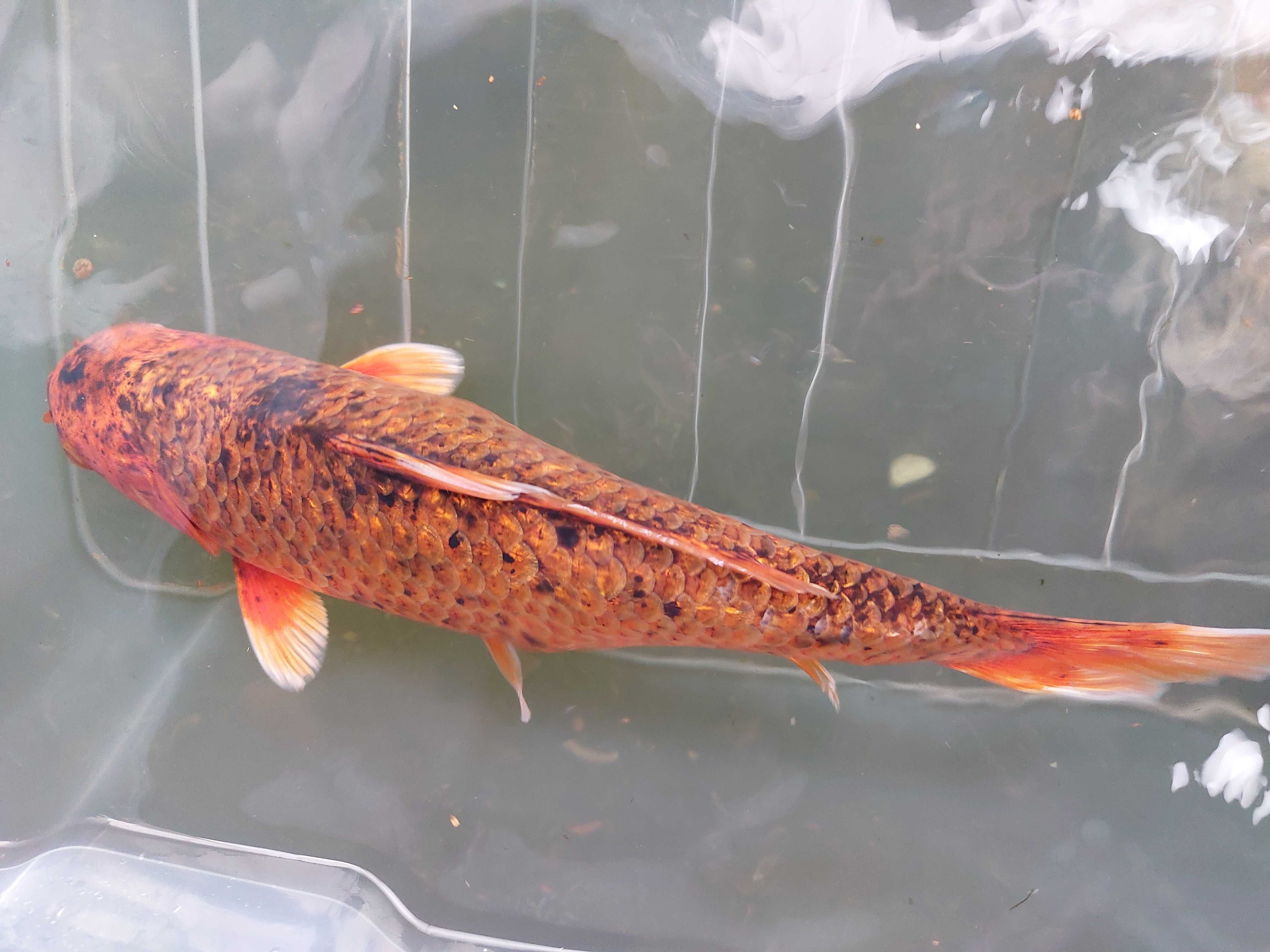 Carpa koi muito bonita