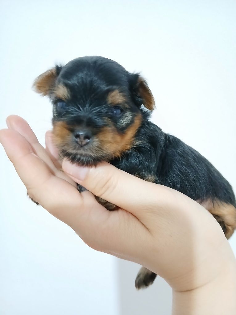 Yorkshire terrier macho mini com Lop