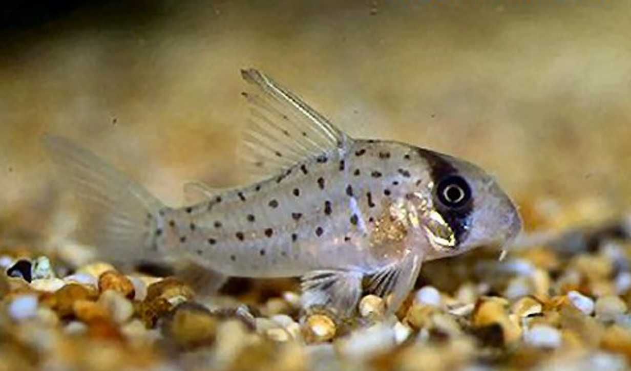 Kirysek ekwadorski - Corydoras atropersonatus - Kirys - dowóz, wysyłka