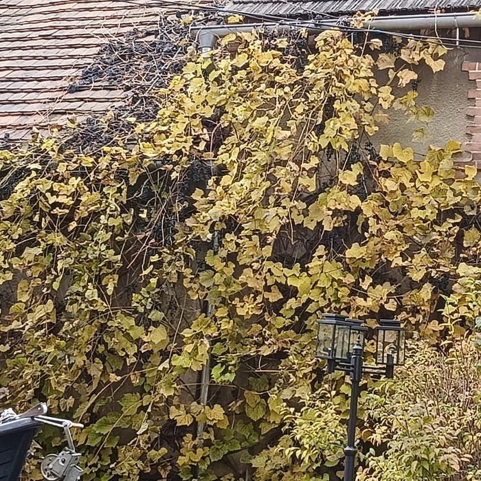 Oddam winogron do zerwania ciemny.