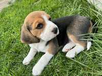 Szczeniak Beagle Tricolor