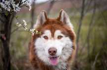 Rudy, bardzo duży, o niesamowitej urodzie mix malamuta i husky.
