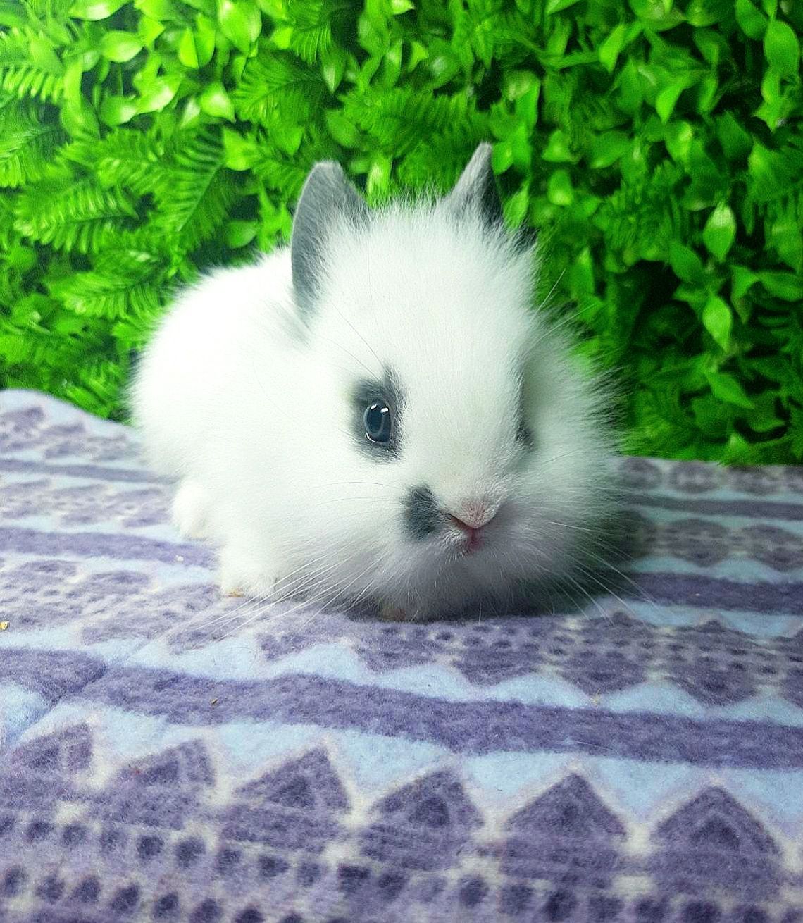 Карликовый мини кролик,міні кроленята,декоративные,декоративні