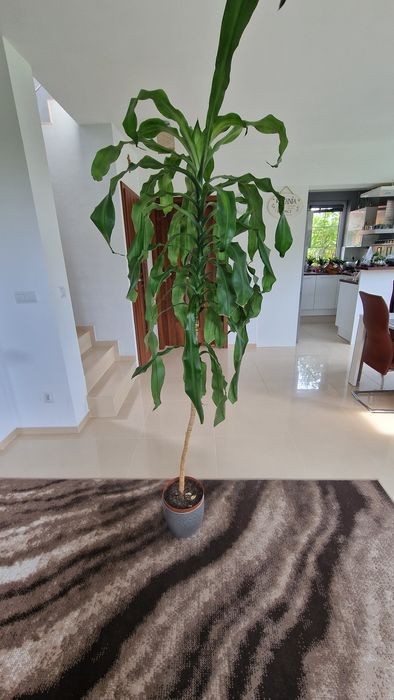 Dorodna dracena rozmiar XXL