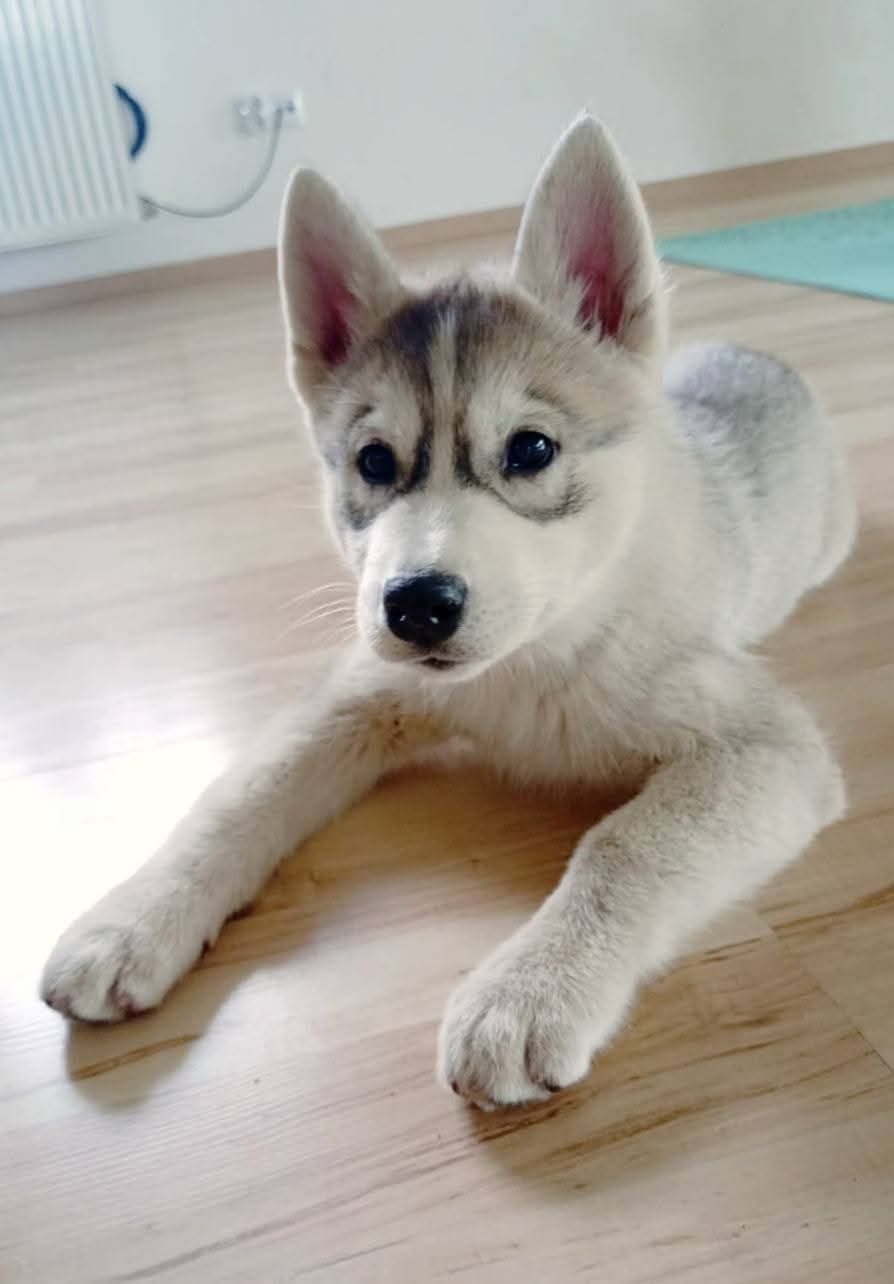Śliczna Sunia Siberian Husky zkwp fci po champion