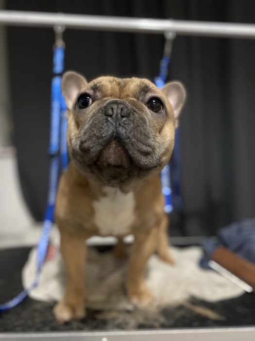 Strzyżenie Psów | DOG GROOMER | Wrocław