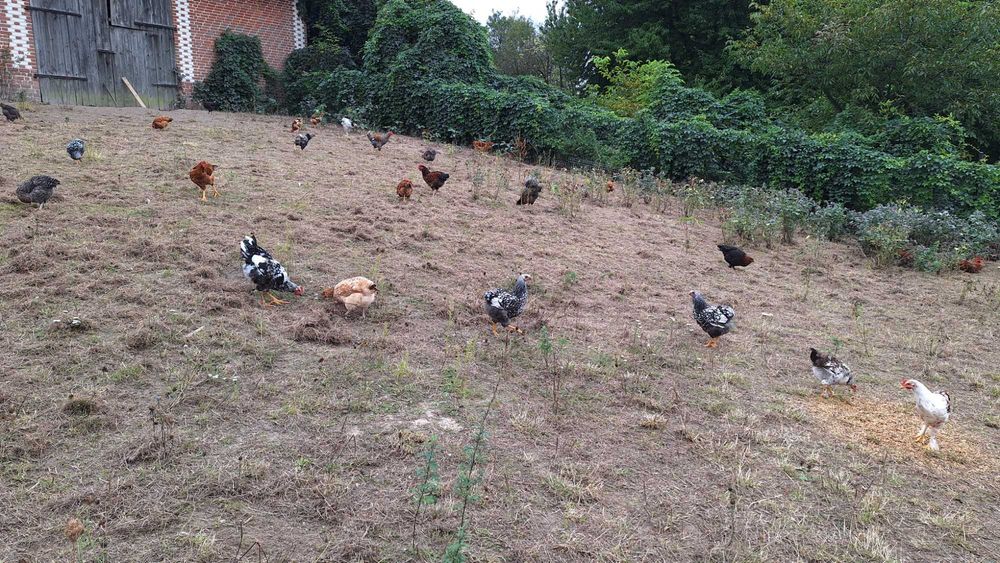 Młode koguty kolorowe 25 zł