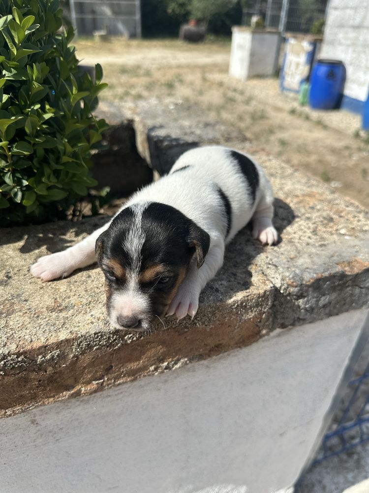 Magnífico menino jack russel