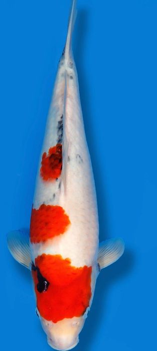 Carpa Koi japonesa