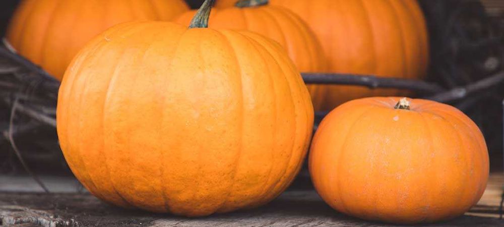 Sprzedam dynię z uprawy ekologicznej