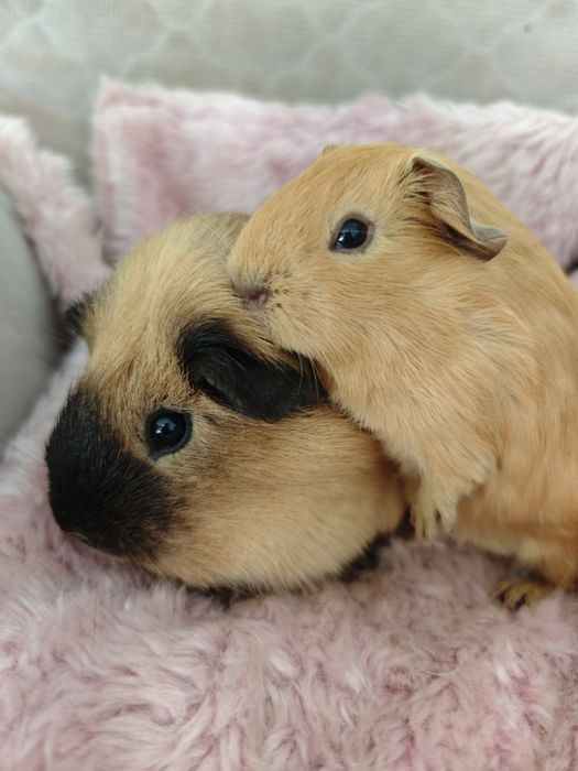 Świnka morska samiec