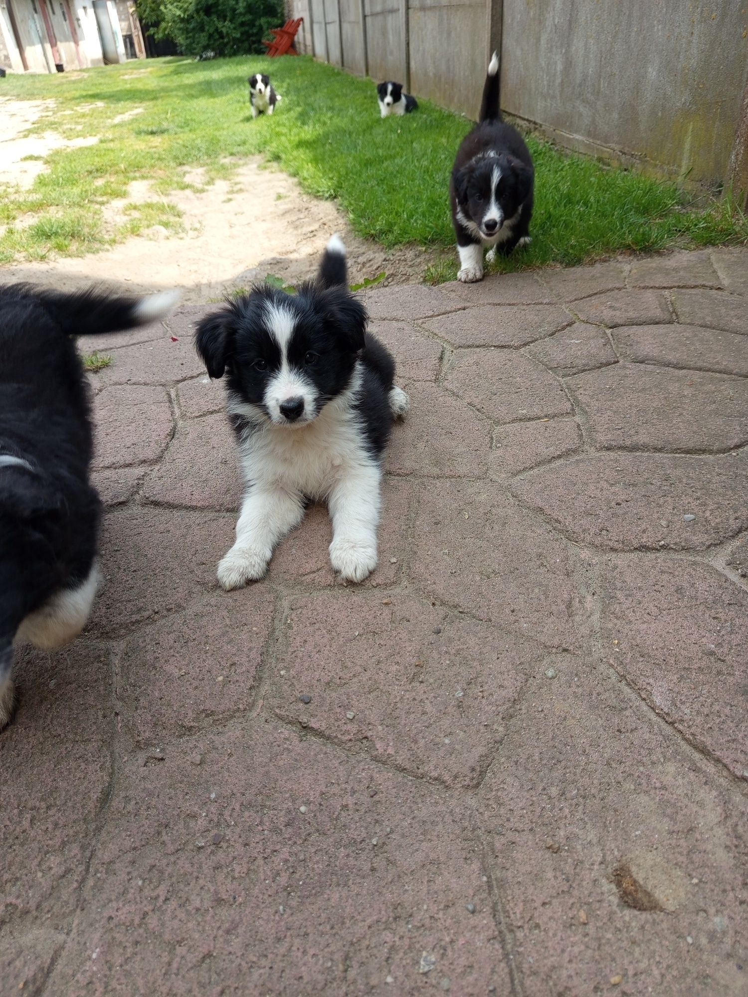 Pies  Border Collie