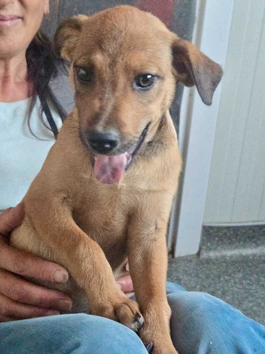 TOFIK cudowny szczeniak uratowany w Bułgarii do adopcji