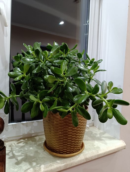 Грошове дерево (денежное)