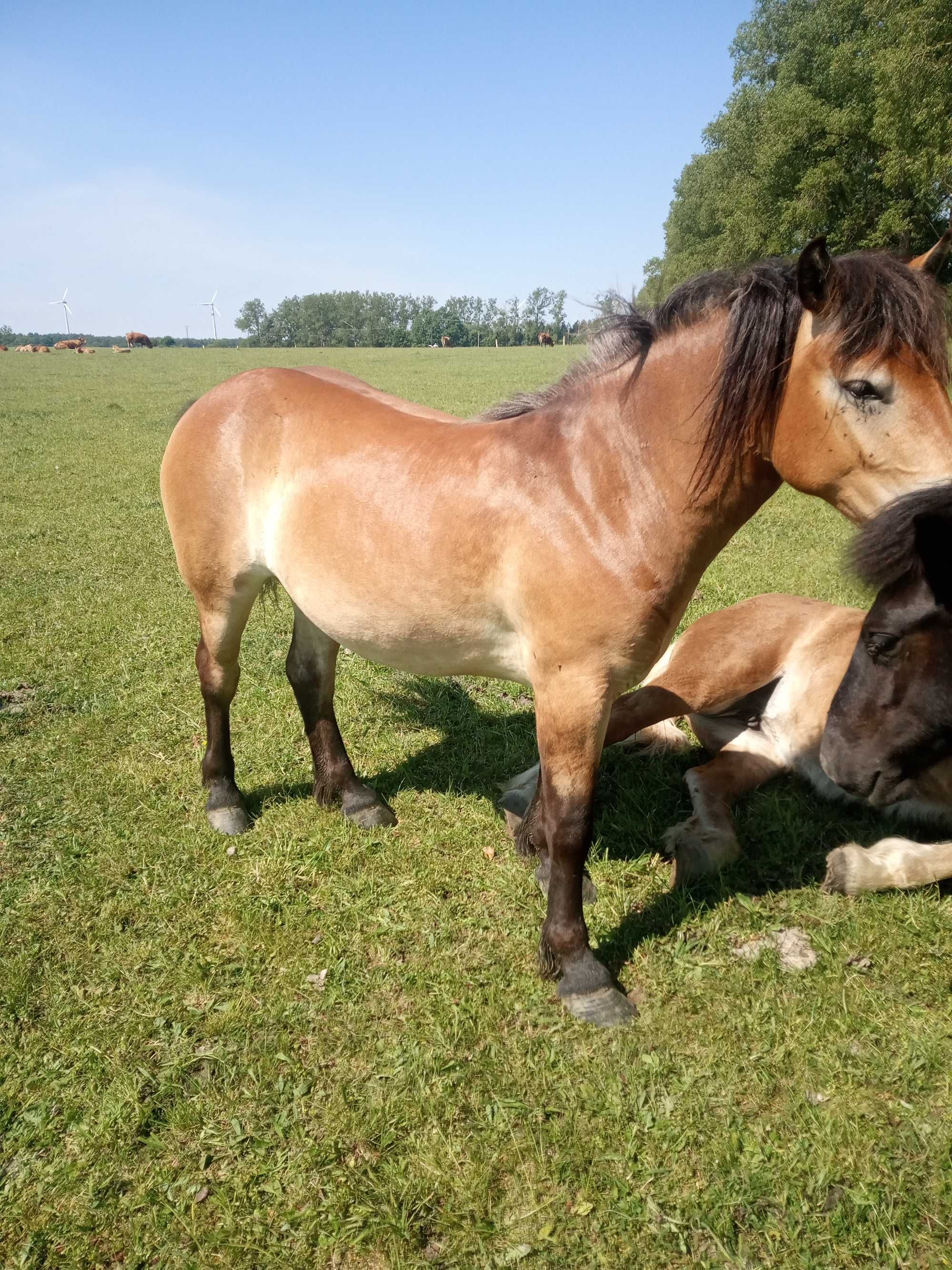 Sprzedam klacz haflinger