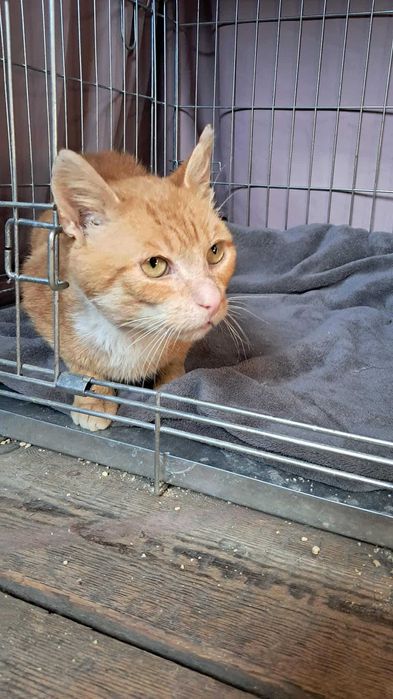 Szukamy domu dla JUMIEGO - rudego kotka