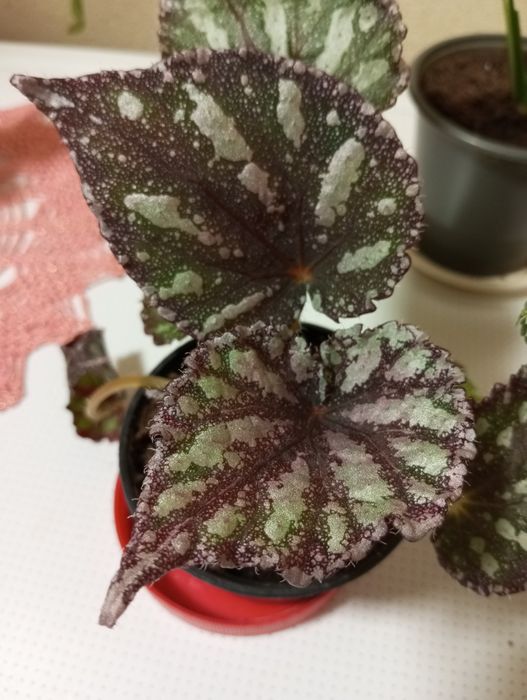 Кімнатні рослини набір спатифілум варієгатний, бегонія Фламенко,пілея